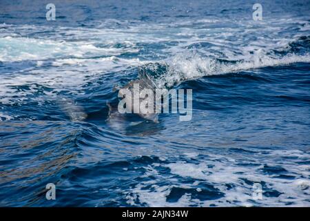 Delfini giocosi a Musandam, Oman Foto Stock