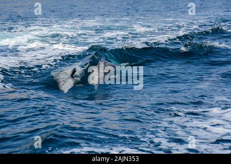 Delfini giocosi a Musandam, Oman Foto Stock