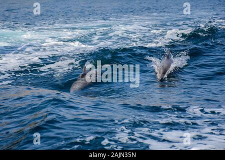 Delfini giocosi a Musandam, Oman Foto Stock