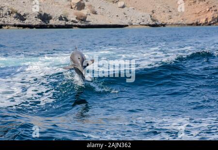 Delfini giocosi a Musandam, Oman Foto Stock