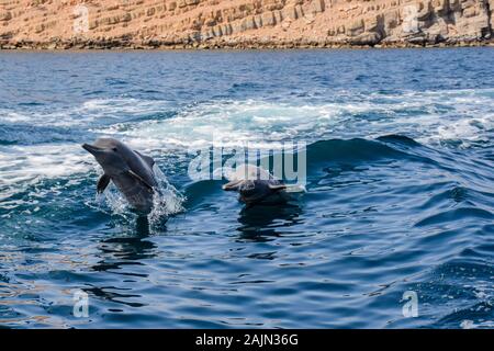 Delfini giocosi a Musandam, Oman Foto Stock
