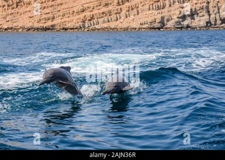Delfini giocosi a Musandam, Oman Foto Stock