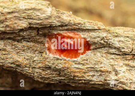 Un rosso brillante uovo sac di un ragno Guardstone (Phrurotimpus sp.) sulla corteccia di un albero. Foto Stock