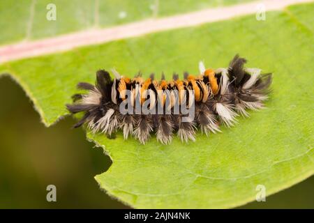 Milkweed Tussock Moth (Euchaetes Egle). Foto Stock