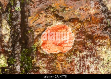 Un rosso brillante uovo sac di un ragno Guardstone (Phrurotimpus sp.) sulla corteccia di un albero. Foto Stock