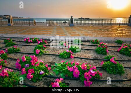 Bellissimi fiori in spiaggia Fanateer con sunrise sfondo. Al Jubail City -Arabia Saudita Foto Stock