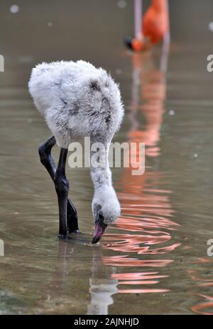 Baby American flamingo pulcino, Phoenicopterus ruber, alimentazione in acqua poco profonda nella riflessione di un genitore Foto Stock