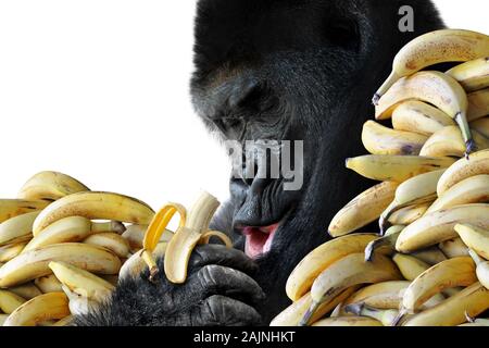 Grande gorilla affamati di mangiare uno spuntino sano di banane per la colazione, isolati su sfondo bianco Foto Stock