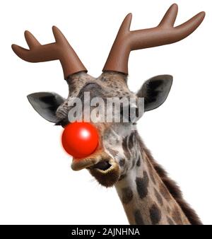 Divertente faccia giraffa vestito da Santa Claus' dal naso rosso renne per Natale Foto Stock