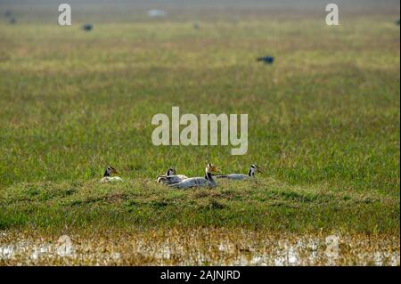 Bar capitanato di oca o Anser indicus gregge crogiolarsi in un aperto il campo in erba al parco nazionale di Keoladeo, bharatpur Rajasthan, India Foto Stock