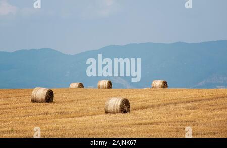 Balle di paglia, pagliaio su un campo dopo il raccolto estivo in una giornata di sole Foto Stock