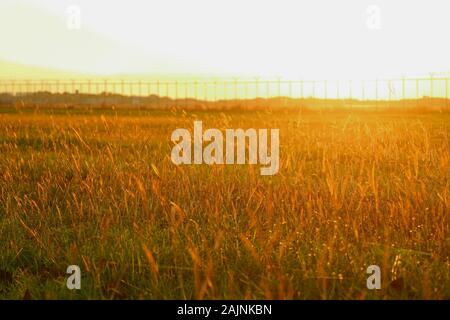 Golden campo in erba di sera la luce solare Foto Stock