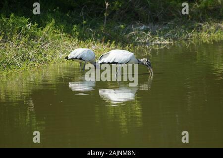 Due spatole nel Parco Nazionale Everglades nel sud della Florida USA Foto Stock