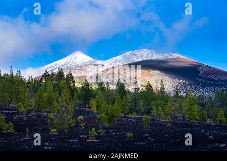 Spagna, Tenerife, verde di pini del bosco chinyero natura paesaggio di lava nera campo con nebbia e nuvole bianche coperte di neve vulcano Teide dietro Foto Stock