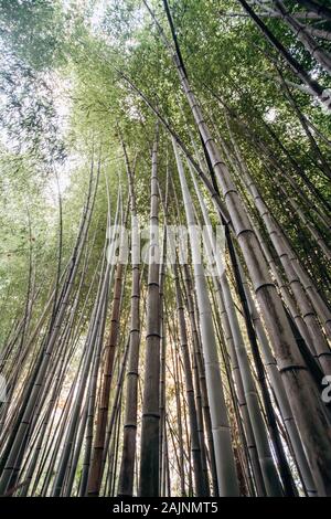 Vista dal basso del lungo gli steli di bambù. Modello di verde le linee verticali con lo sfondo azzurro del cielo. Immagine naturale di una foresta di bamboo. Foto Stock