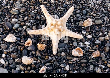 Stella di mare e conchiglie giacciono su rocce Foto Stock