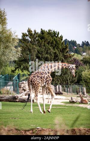 La giraffa passeggiate nella natura tra gli alberi in estate Foto Stock