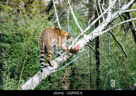 Tiger mangiare un pezzo di carne Foto Stock