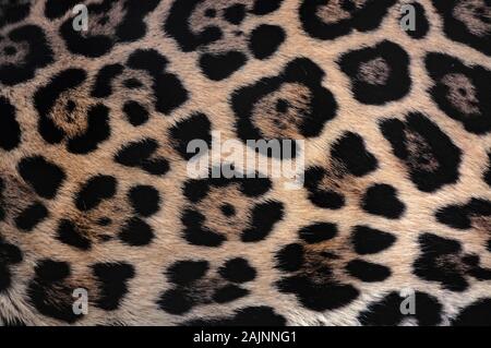 Jaguar fur sfondo texture con belle spotted camouflage Foto Stock