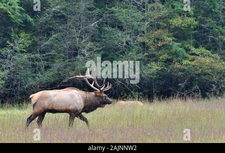 Grande alce maschile durante la stagione di burling a Cataloochee nelle Smoky Mountains del North Carolina Foto Stock