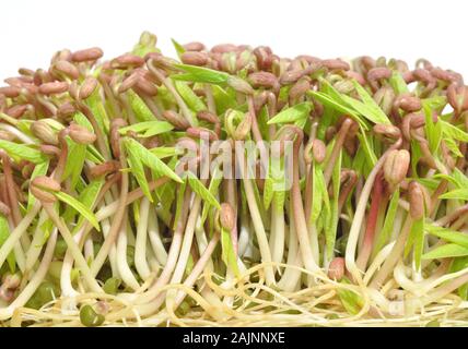 Macro primo piano di germogli di fagiolo di mung giovani sani Foto Stock