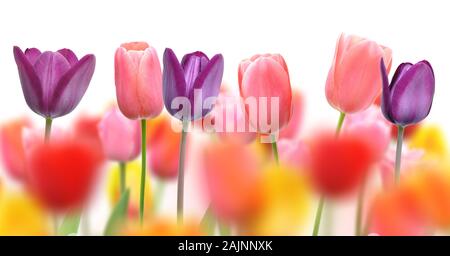 Bellissimi tulipani e colori blur creato da fuoco selettivo su una fila di fiori Foto Stock