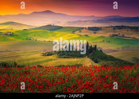 Splendida Toscana paesaggio rurale con papaveri rossi nei campi di grano. Prati fioriti e nebbiose vallate a sunrise in Toscana vicino a Pienza, Italia, Eur Foto Stock