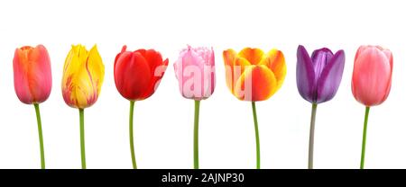 Tulipani multicolore in una fila; rosa, giallo, rosso, arancione e viola Foto Stock