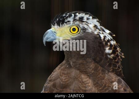 Closeup rapace ritratto di un serpente Crested Eagle Foto Stock