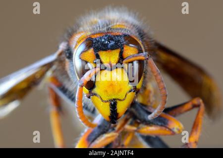 Macro Closeup del colosso giapponese hornet faccia Foto Stock