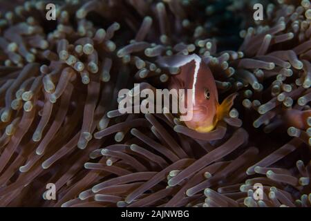 Nosestripe anemonefish o Skunk clownfish (Amphiprion akallopisos) nasconde nella sua anemone close up vista laterale. Foto Stock