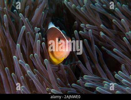 Nosestripe anemonefish o Skunk clownfish (Amphiprion akallopisos) nasconde nella sua anemone close up vista laterale. Foto Stock
