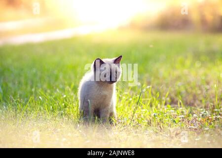 Poco siamese Gattino siede sull'erba su un estate giornata di sole Foto Stock