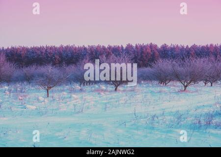 Meleto in inverno. Tramonto sull'apple orchard su un gelido mattino nevoso Foto Stock