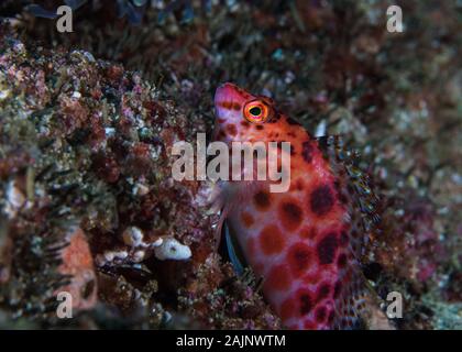 Avvistato hawkfish (Cirrhitichthys oxycephalus) vista laterale di un pesci dai colori vivaci con macchie scure seduti sulla barriera corallina. Foto Stock