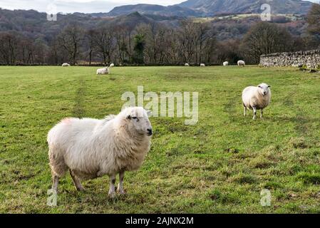 Pecore in un campo nel Parco Nazionale di Snowdonia nel Galles del nord Foto Stock