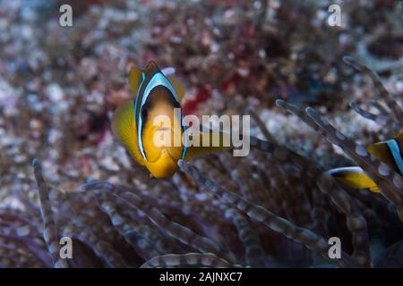 Twobar anemonefish o Clownfish (Amphiprion allardi) nuotare sopra è anemone rivolta verso la telecamera. Foto Stock