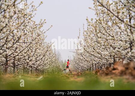 Pechino, Cina nella provincia di Hebei. 4 apr, 2019. Un runner compete durante il mare di fiori maratona di Xingtai, nel nord della Cina di nella provincia di Hebei, in data 4 aprile 2019. Credito: Xing Guangli/Xinhua/Alamy Live News Foto Stock