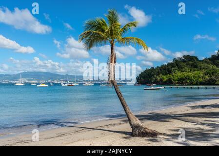 Bella vista delle Anse-a-l'Ane bay dalla spiaggia sulla Pointe du Bout penisola in isola di Martinica. Lonely Palm tree nel centro. Foto Stock