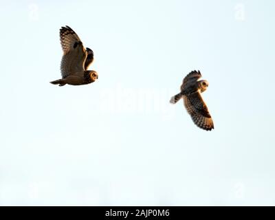 Una coppia di wild breve Eared Owls (asio flammeus) nella disputa territoriale, Cotswolds, Gloucestershire Foto Stock