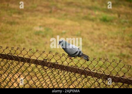 Pigeon bird seduto su una recinzione Foto Stock