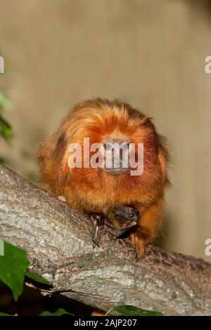 GOLDEN LION TAMARIN adulti leontideus rosalia sul ramo Foto Stock