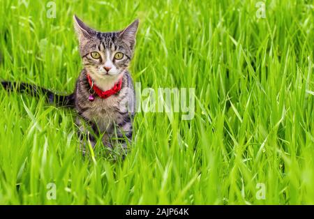 Un adorabile gatto domestico si gustano la bella weahther nella primavera sull'erba. Foto Stock