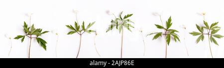 Molla piccola fiori bianchi, Anemone nemorosa ,. Molla di selvatico Anemone, isolati su sfondo bianco. Foto Stock