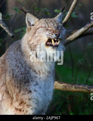 Snow Leopard Panthera uncia yawning Foto Stock