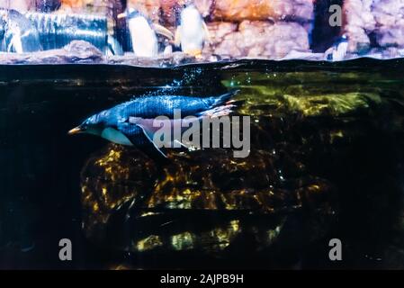 Penguin immersione in una vasca in piscina dove vive, visto attraverso il vetro. Foto Stock