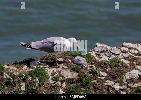 Herring Gull Larus argentatus Foto Stock