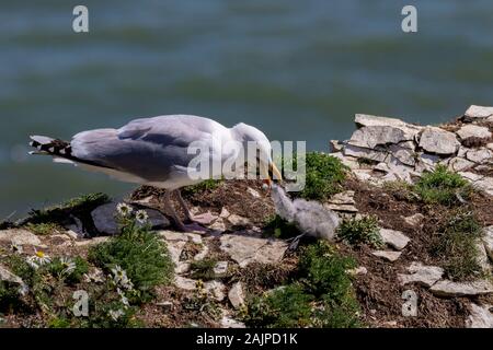 Herring Gull Larus argentatus Foto Stock