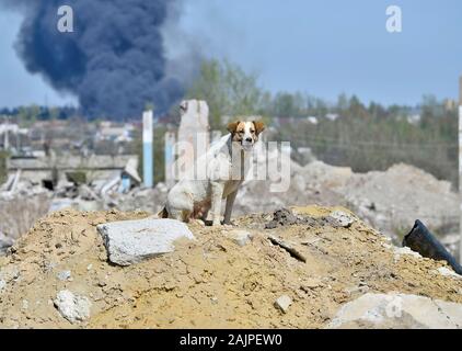 Un disperso cane grande nella periferia della città su una collina dal relitto del distrutto edificio. Sullo sfondo di un denso fumo nero dell'incendio. Foto Stock