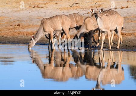 Gruppo di donne Grandi Kudu, Tragelaphus strepsiceros, bere nel fiume Boteti, Makgadikgadi Pans Parco Nazionale, Kalahari, Botswana Foto Stock